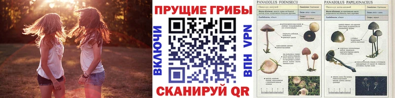 гидра ТОР  дарнет шоп  Миасс  Галлюциногенные грибы Cubensis 